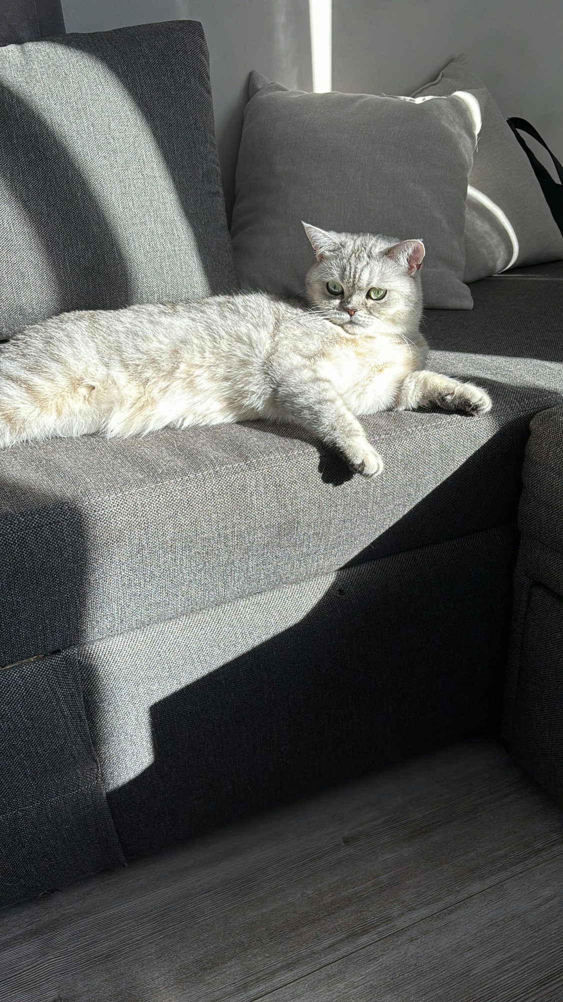 Sofa and pets: elegance without compromise 5 Color is part of the equation 1 Sofa and pets elegance without compromise Modalova