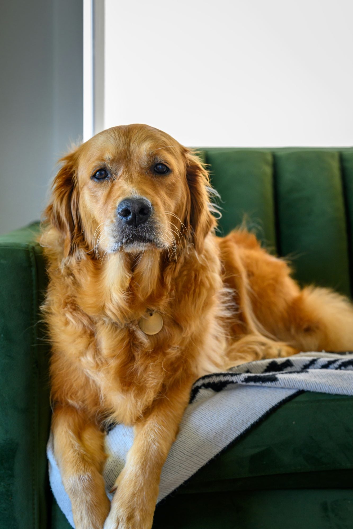 Sofa and pets: elegance without compromise 4 Color is part of the equation Sofa and pets elegance without compromise Modalova
