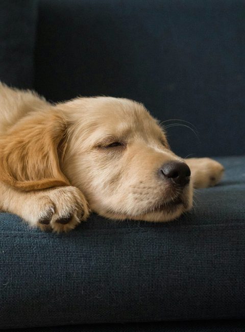 Sofa and pets elegance without compromise Modalova scaled