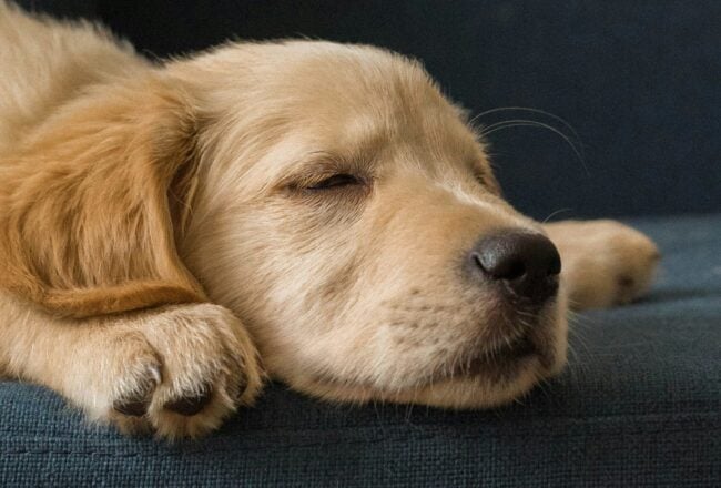 Sofa and pets elegance without compromise Modalova scaled
