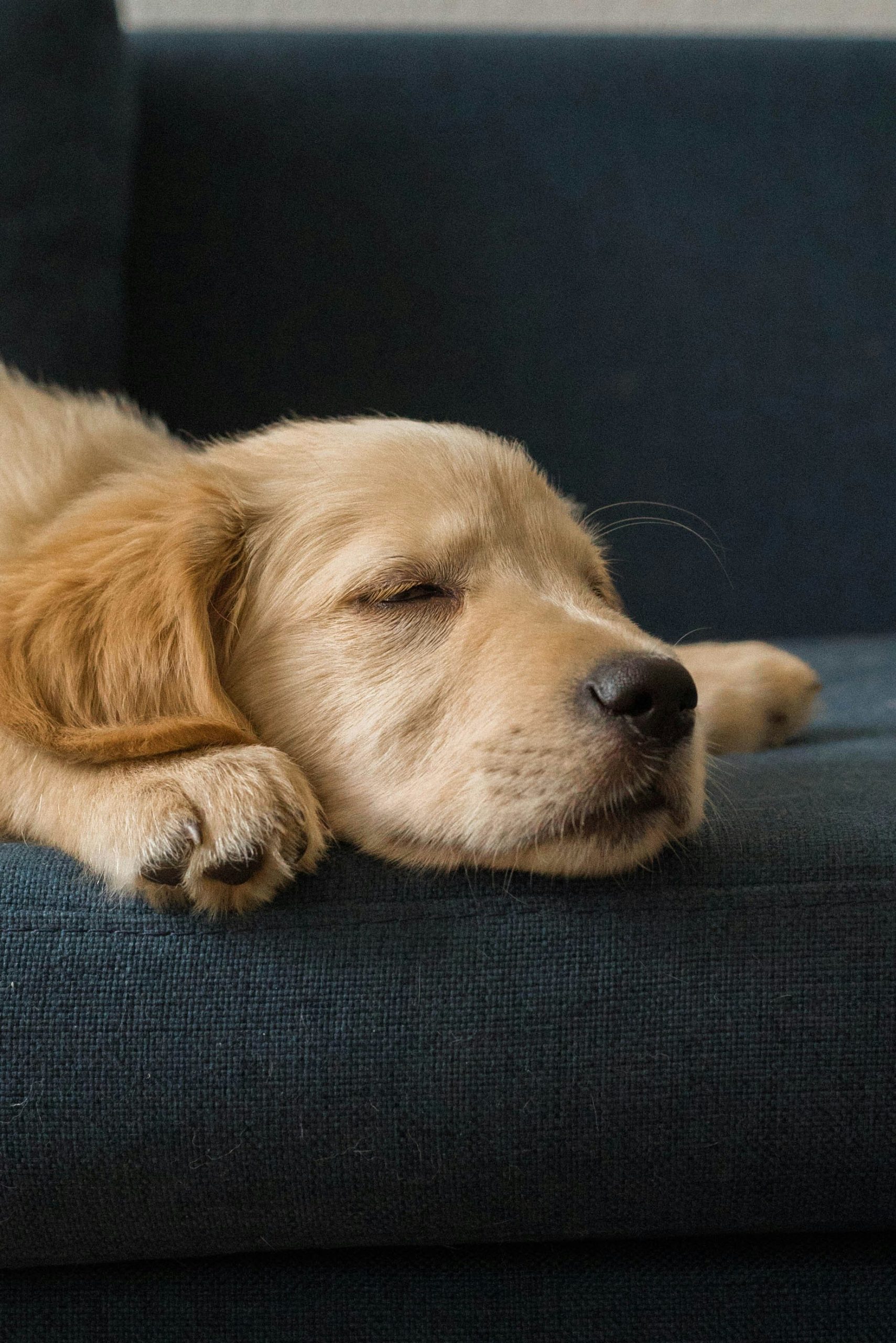 Sofa and pets elegance without compromise Modalova scaled
