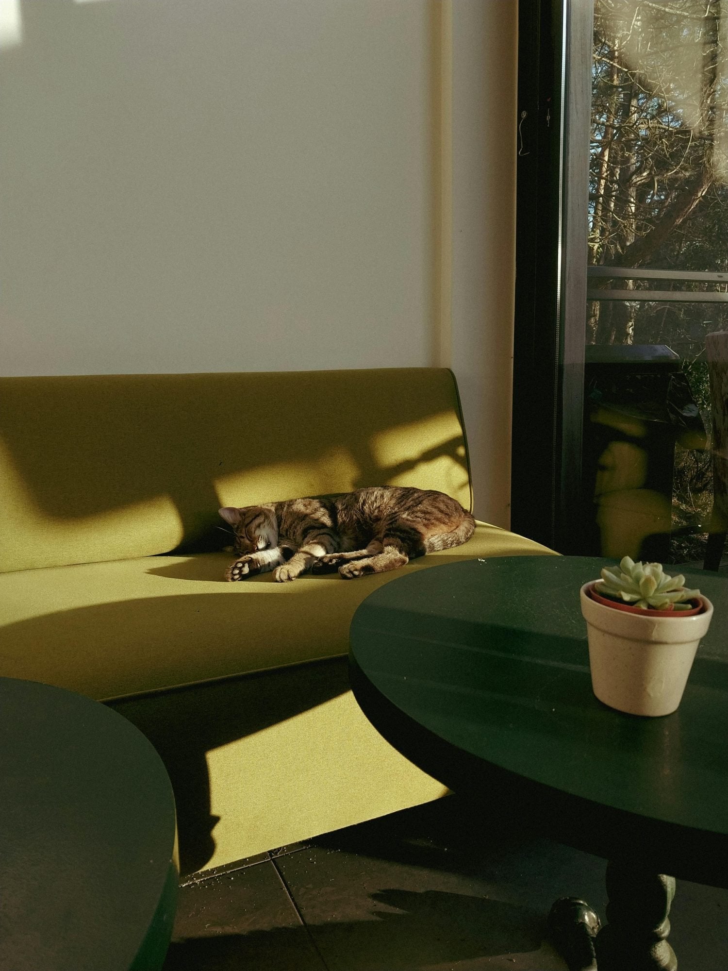 Sofa and pets: elegance without compromise 2 The fabric matters first 1 Sofa and pets elegance without compromise Modalova