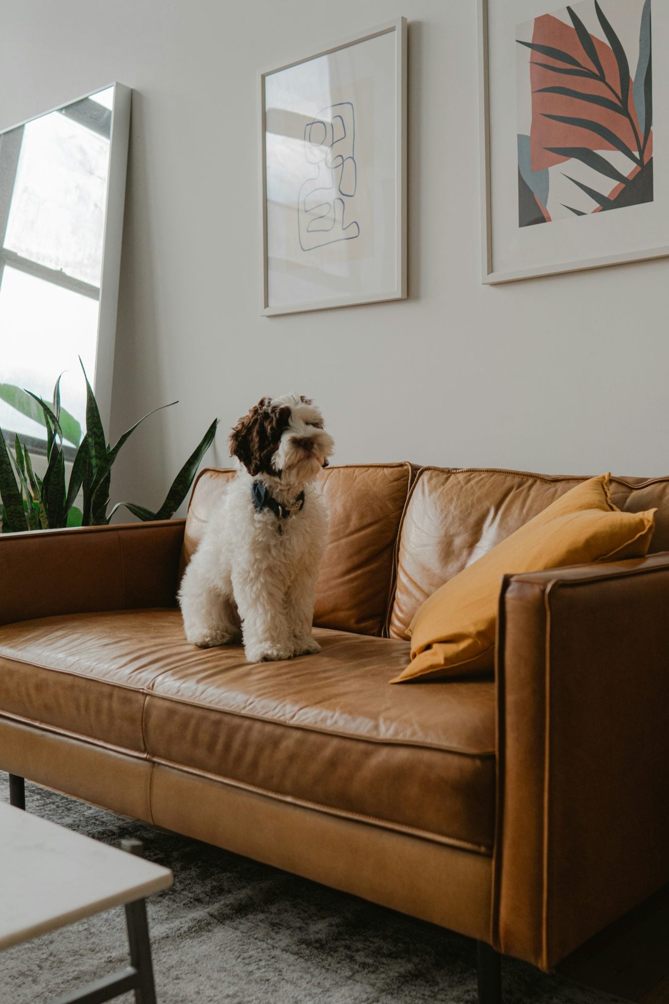 Sofa and pets: elegance without compromise 3 The fabric matters first Sofa and pets elegance without compromise Modalova