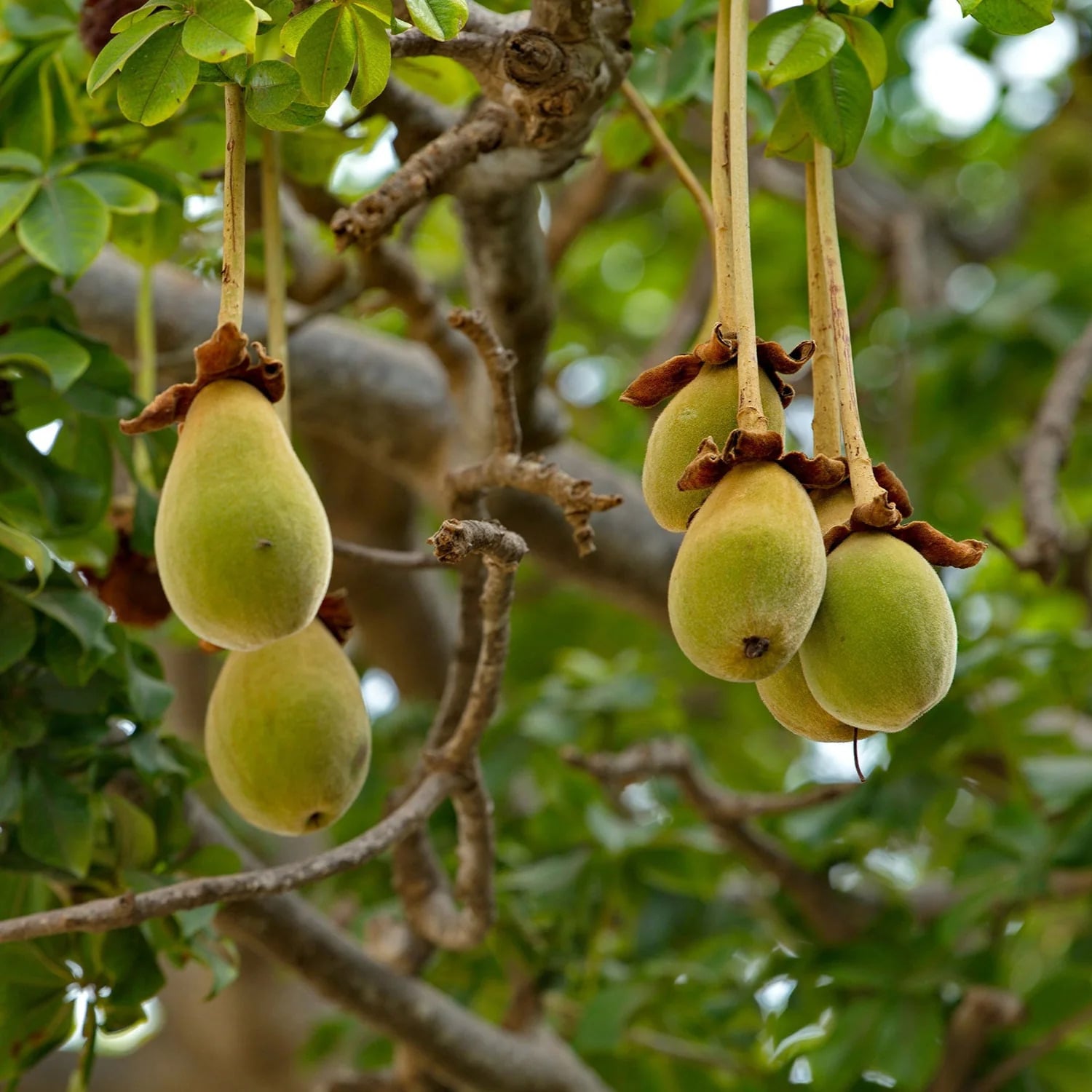 Baobab from african erhitage to beauty shelves Why baobab is redefining Autumn curl care Modalova